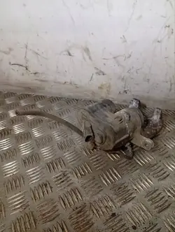 Volkswagen PASSAT B6 2007 Étrier de frein arrière droit OEM 3C0615404E