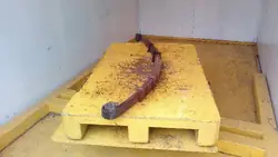 Daewoo Lublin III Vorderfeder - Gebrauchtes OEM-Teil