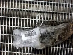 Nissan Elgrand 2004 Schiebetürmotor OEM SKE47177