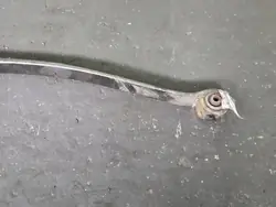 Ressort arrière OEM IMPRK1501975 pour Ford Transit MK8