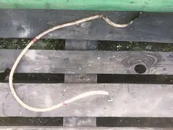 DAF XF 106 Maakaapeli 2011728