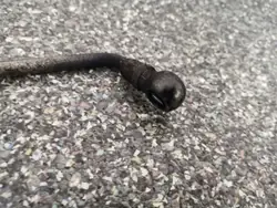 Tuyau d'huile turbo Peugeot OE 9651785280A