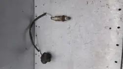 Sensor Lambda Audi A4 2.6 0258003017