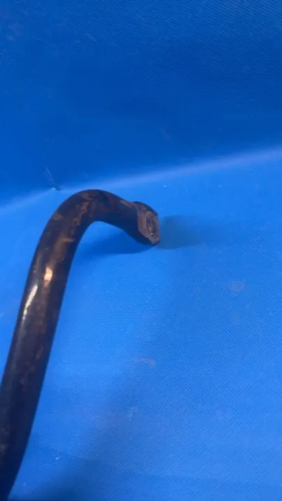 OEM 6Q0411305 Framstabilisator för Skoda Fabia III image 5