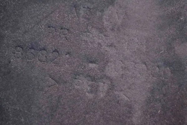 Vänster bakhjulshus Hyundai Ioniq (AE) 8682107000 image 5