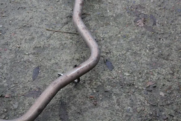 Keskisammutin Subaru Forester IV SJ 2.0R OEM 44300SG010 image 5