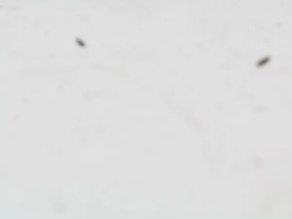 Bobina de ignição Renault Scenic II 2003-2009 OE 0986221001 image 5