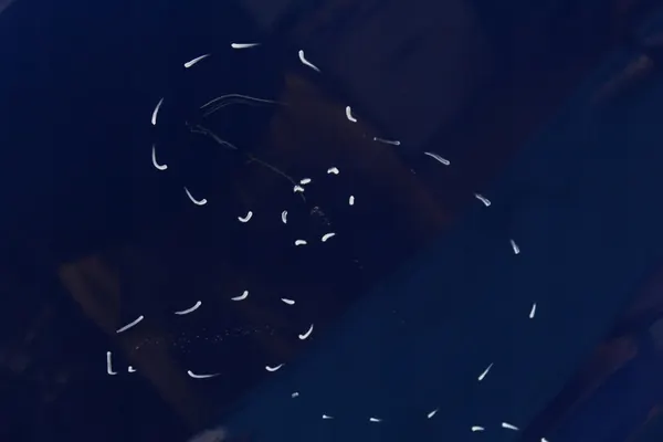 TIGUAN II 5N R Left Rear Door 2021 image 6