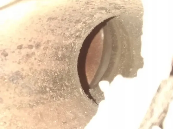 Catalytic Converter Mercedes-Benz S W221 SK0011 image 4