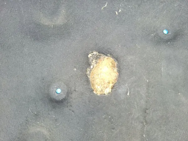 OPEL Astra H Motorhauben-Isolierung mit Clips 13114637 image 3