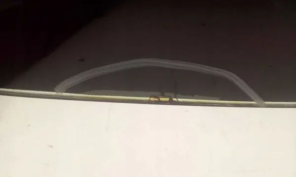 Tuulilasi OEM AL16AGNBLVZ Ford Expedition 2007- image 8