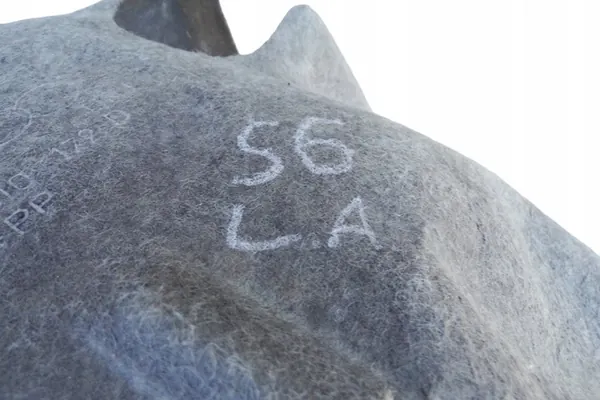 Passaruota posteriore destro AUDI A6 4F0810172D image 2