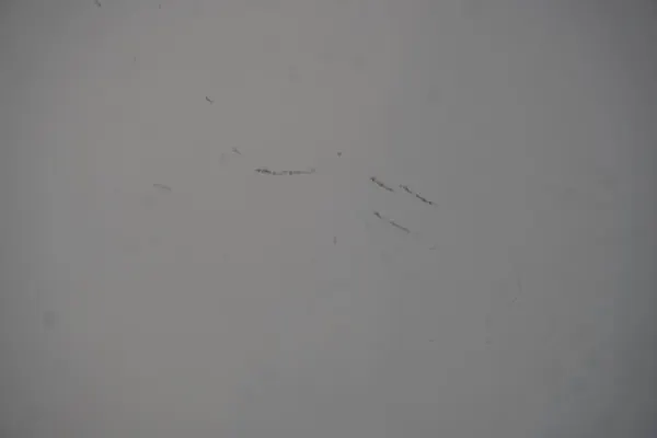 SUZUKI BALENO FE Vänster Bakdörr 26U Vit 2019 OEM image 10