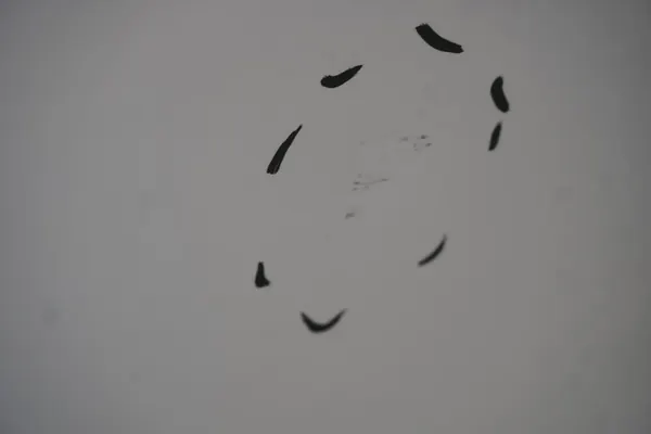 SUZUKI BALENO FE Vänster Bakdörr 26U Vit 2019 OEM image 4