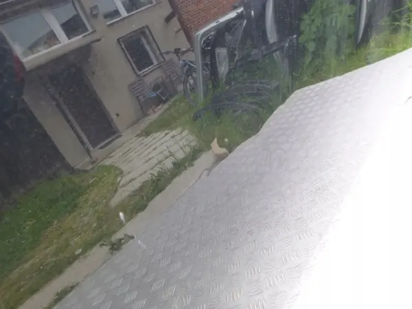 TOYOTA COROLLA XII E21 HB Kombi 18- motorhuv 53301-02380 image 7