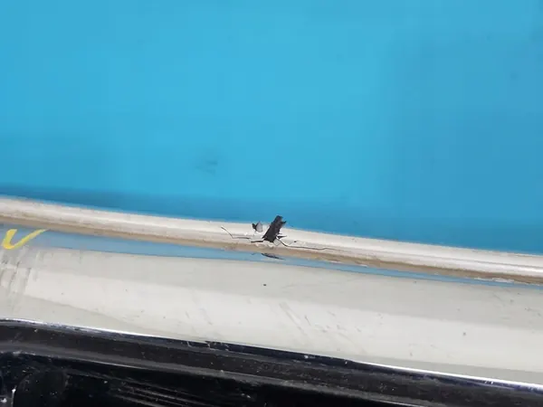 Grill Kia Sportage III 10-15 image 6