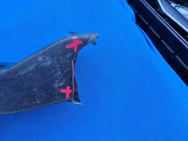 Conduto de ar do freio direito BMW i8 i12 i15 7336226 image 5