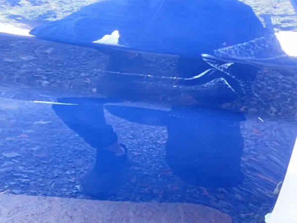 Höger dörr Ford Fiesta MK7 2008-2017 image 3