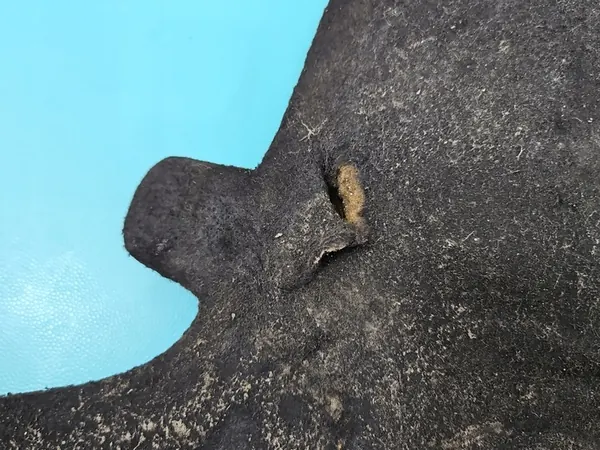 Audi Q5 Motorkap Isolatie 2008- OEM 8R0863825 image 3